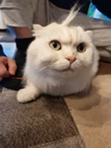 一括査定を行ったcocouni様