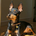 一括査定を行ったキムナナ様