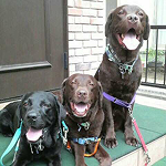 一括査定を行ったママゴン様