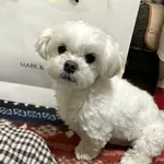 一括査定を行ったはじめ様