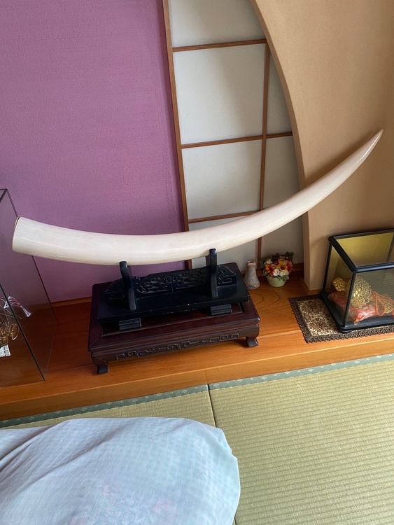 象牙