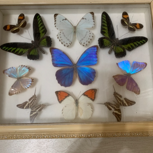 1990年代シンガポールマレーシア土産の蝶の標本