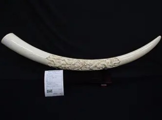 本象牙 一本物 龍彫刻 3.48kg 登録票付