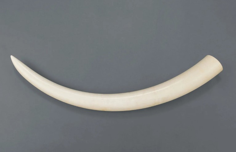 象牙 一本牙（長さ125cm、総重量約14.2kg）