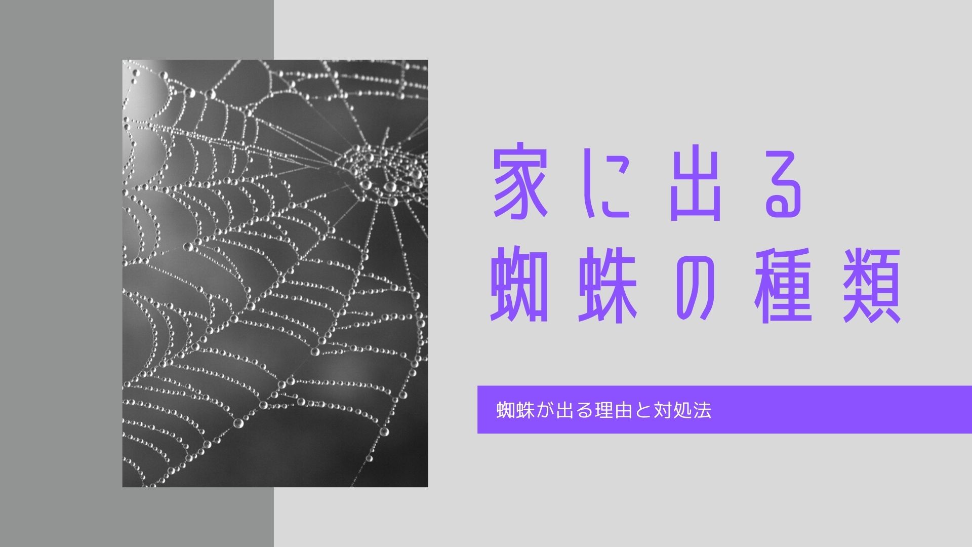 家に出る蜘蛛の種類 蜘蛛が出る理由と対処法 買取一括比較のウリドキ