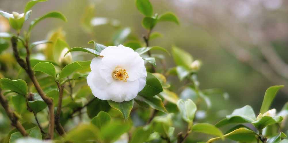 カメリアの花