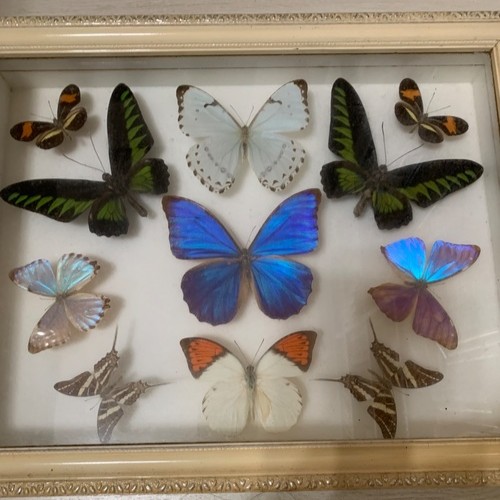 1990年代シンガポールマレーシア土産の蝶の標本