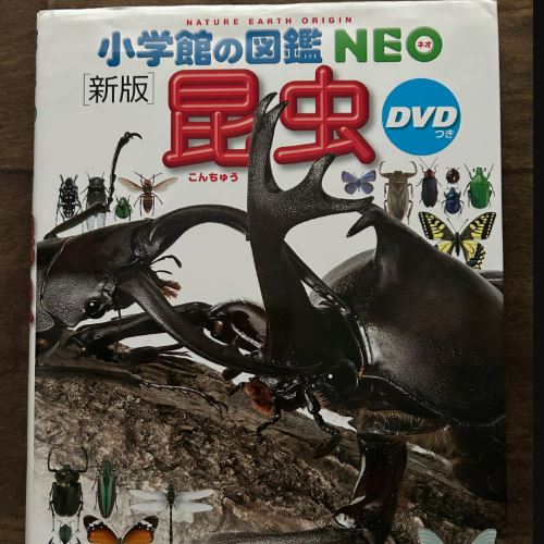 小学館の図鑑NEO昆虫