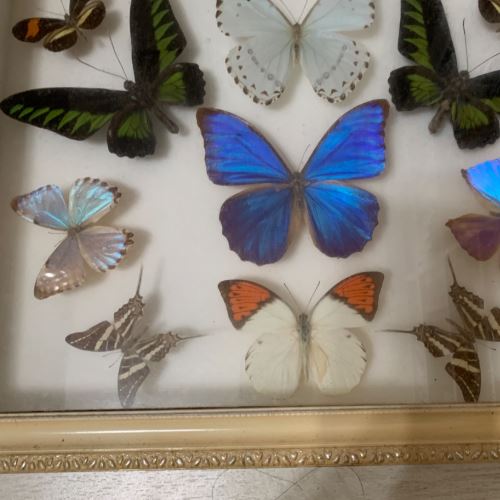 1990年代シンガポールマレーシア土産の蝶の標本